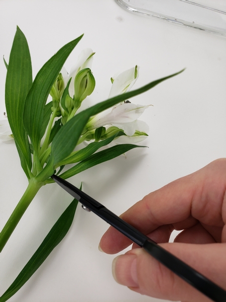 Groom Alstroemeria flowers into a small bunch