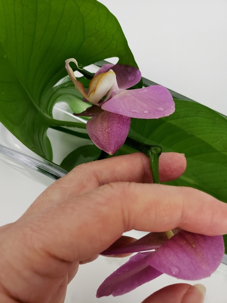 Place the orchid stem into the leaf puddle