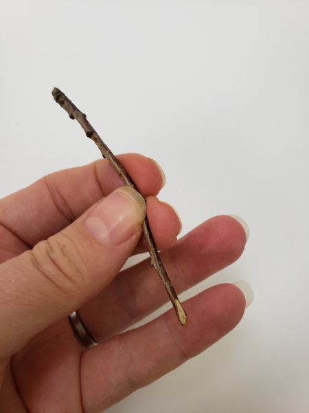 Cut a twig at a sharp angle