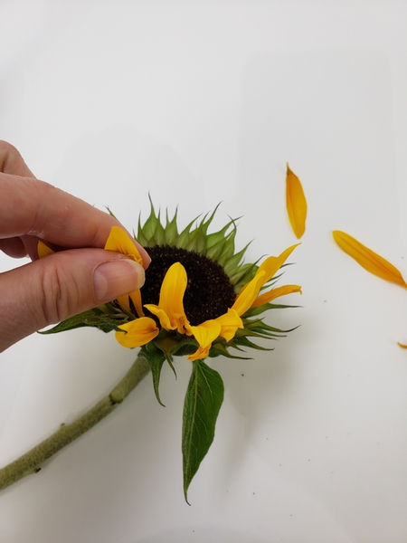 Pick away the petals from a sunflower