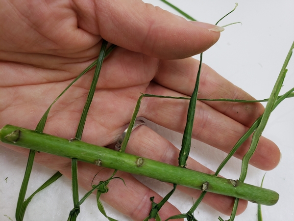 When you have a net as long as required for the design skewer holes into another stem and thread the strands through