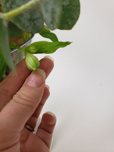 Add smaller flower buds all the way around the container