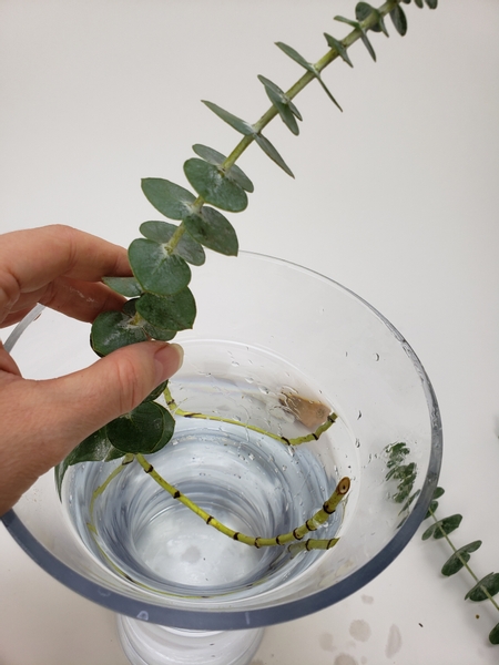 Curve an eucalyptus stem to wedge into a container