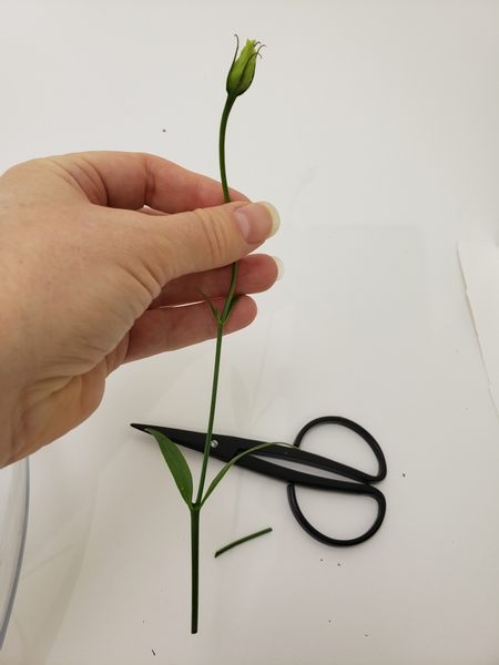 Cut buds to have a longer stem