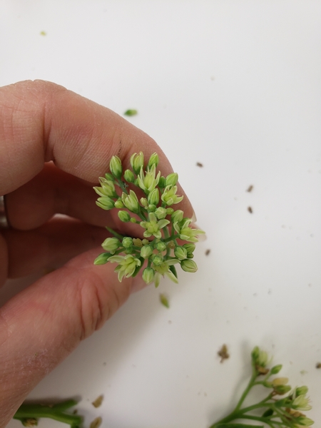 Cut the sedum clusters and groom it so that you have mostly fresh and open flowers