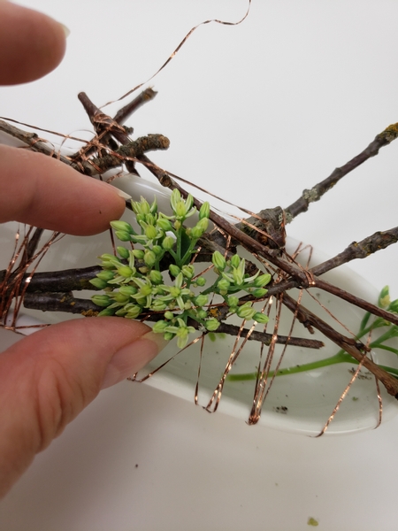 Place the opened sedum flowers to rest on the grid