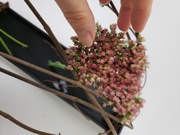 Rest the sedum so that it conforms with the arch created by the vines