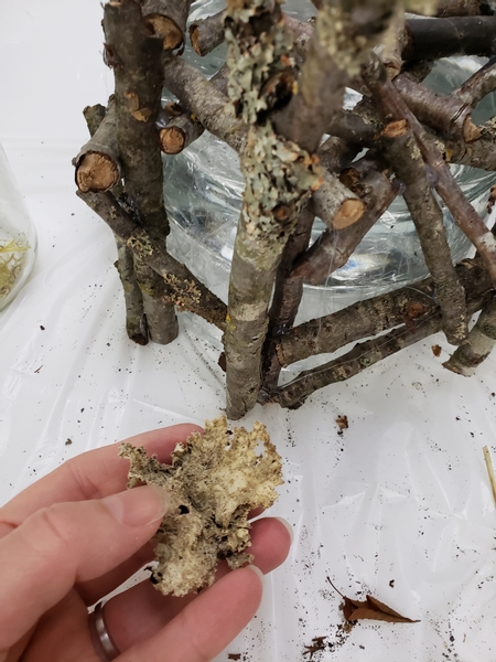 Glue in extra bits of lichen