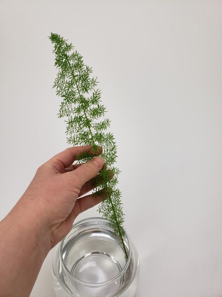 Measure out a foxtail fern so that it can wrap all the way around the opening of a small vase