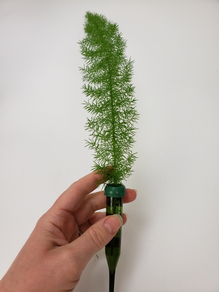 Place a long foxtail fern into a water tube