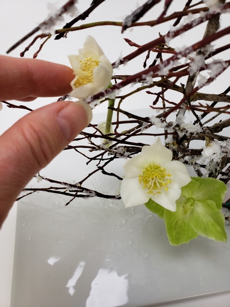 Place the Christmas Roses to nestle in the snow covered twigs