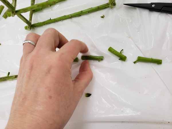 Cut a few short stems and line them up to measure out the handle