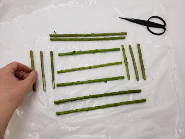 Cut a few stems to shape your basket