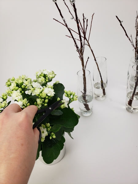 Cut Kalanchoe flowers from the plant