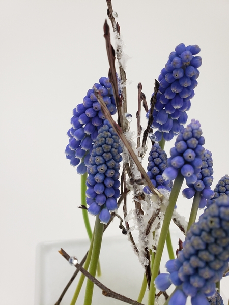 Grape hyacinths in a spring floral design