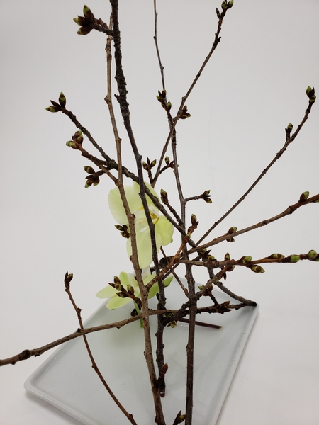 Collect a few blossom twigs to bring Spring into your home