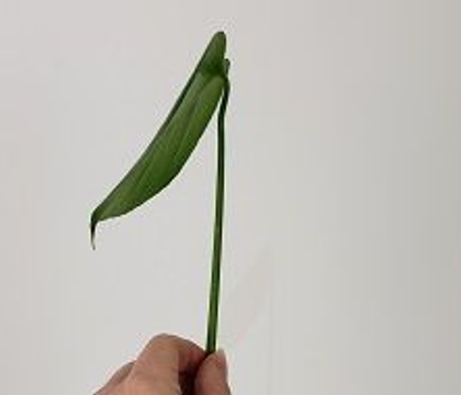 Cone of Gratitude