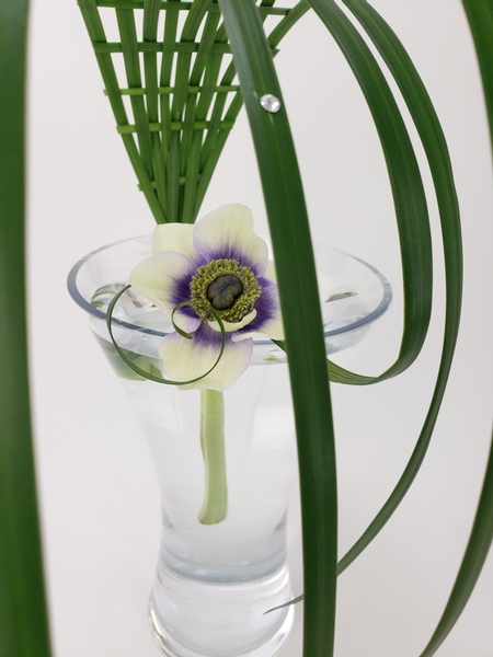 How to arrange a single Anemone in a large vase