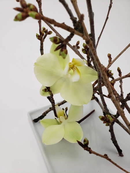 Phalaenopsis orchids displayed in a spring blossom bud armature