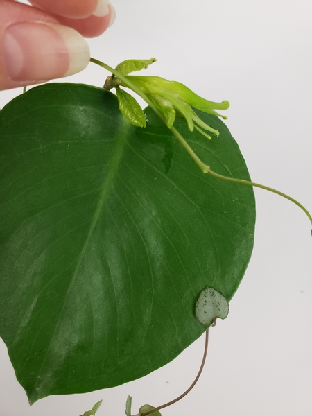 Drape over a few rosary vines over and around the leaf and bud