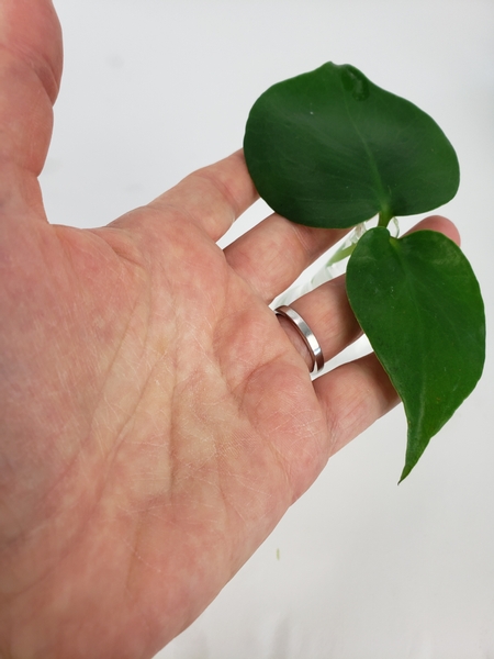 Place two leaves in a tiny bud vase