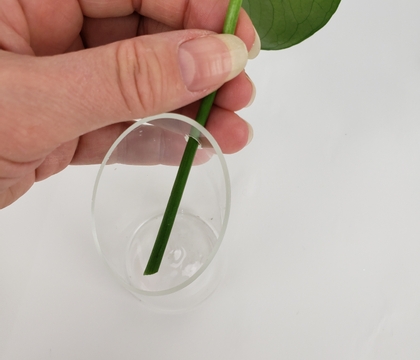 How to position the tiniest Spring stems using the hole in the side of a beaker wall vase