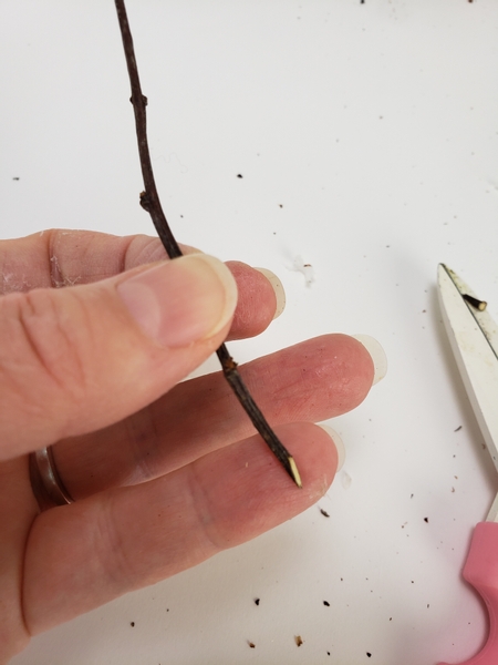Cut a few thorn twigs at a sharp angle Cut a few thorn twigs at a sharp angle
