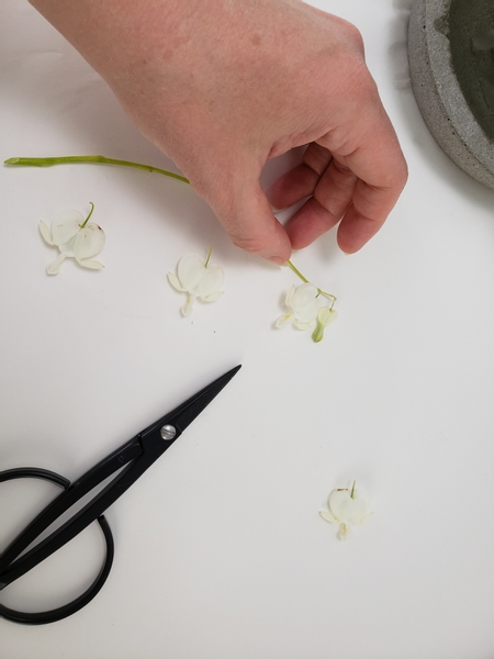 Cut away some of the Lamprocapnos spectabilis 'Alba' flowers so that you have one perfect flower to display