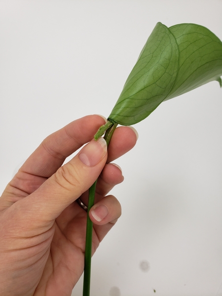 Make sure the flower stem in long enough to be in the water once in the vase