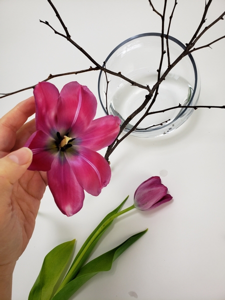 Pop open a few of the mature tulips to reflex the petals