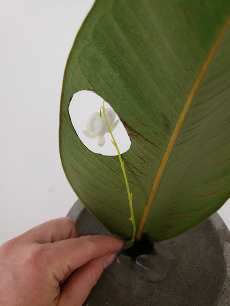 With the top stem end keeping the flower perfectly in and out of the hole in the leaf