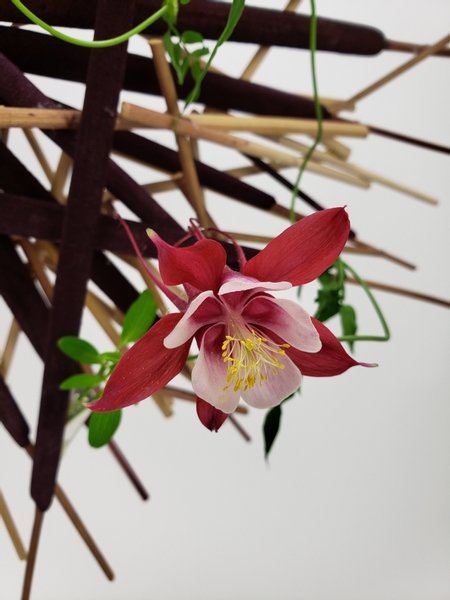 Aquilegia cut flower in a sustainable arrangement