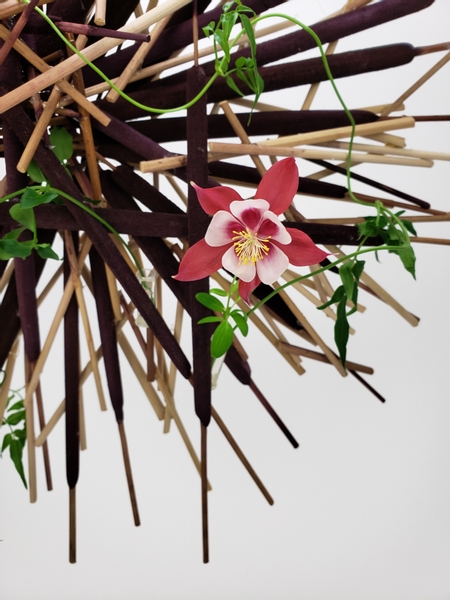 Aquilegia flower in a contemporary floral design armature using no floral foam