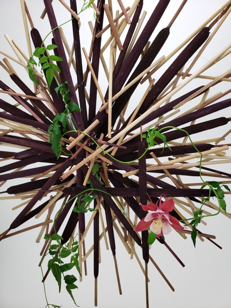 Columbine flower in a bulrush armature