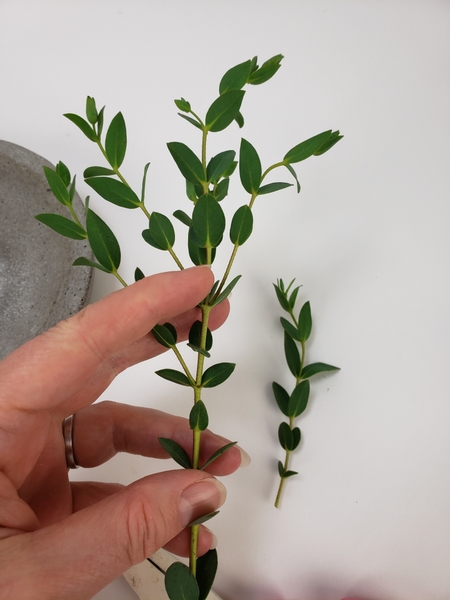 Cut a fresh eucalyptus stem into sections