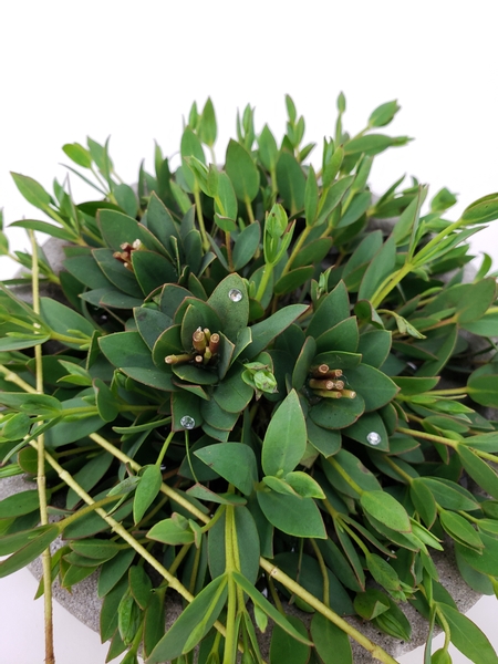 Eucalyptus blossoms from leaves and twigs