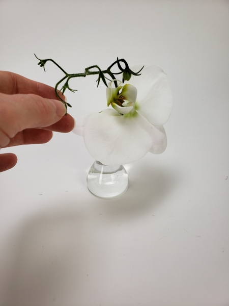 Place the tomato stem into the bud vase