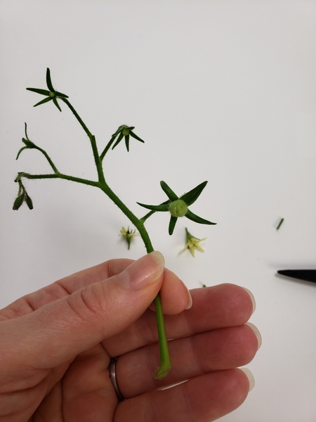 Snip away stems and undeveloped flowers to create a pretty looking tomato stem