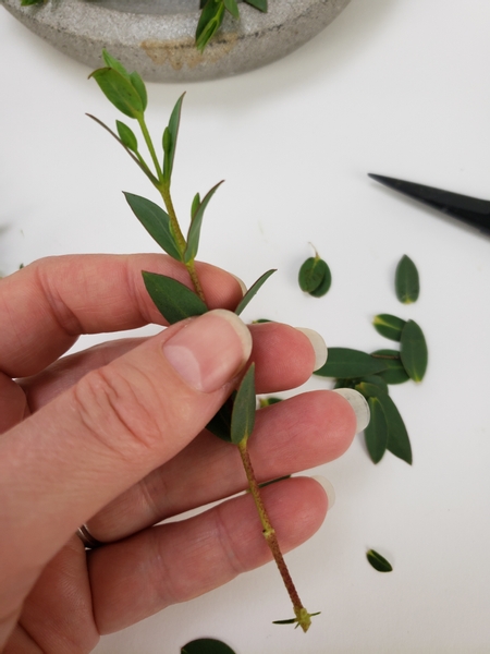 Strip away the lower leaves and cut off the woody end of the eucalyptus stems