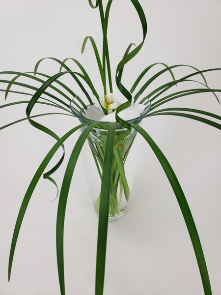 Phalaenopsis orchid in a lily grass vase