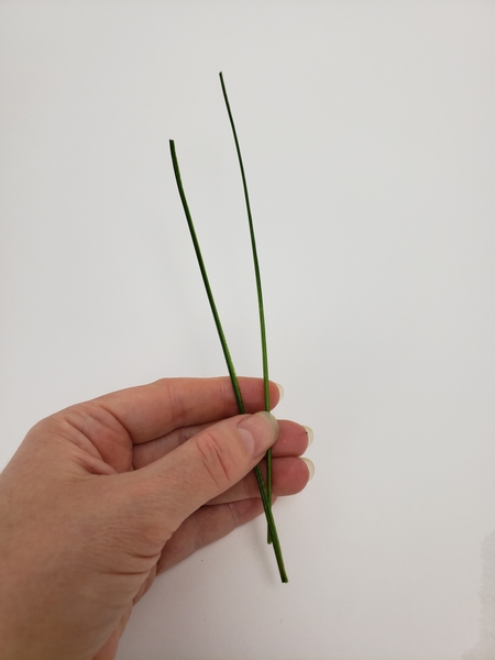 Use a pin to rip a blade of lily grass Use a pin to rip a blade of lily grass