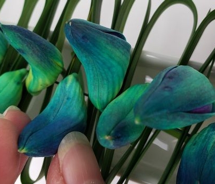 Bud… bud… bud… they were feeling so… very blue