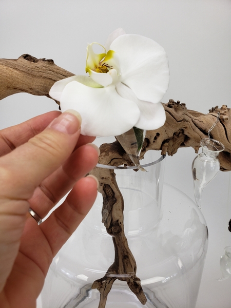 Place the Phalaenopsis orchid into the water filled vases