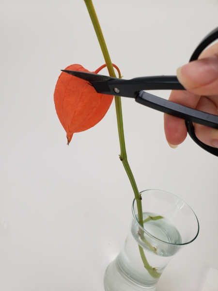 Cut a window out of the pod to expose the bright berry