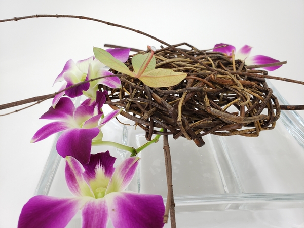 Willow disk flower frog to keep dendrobium orchids in position