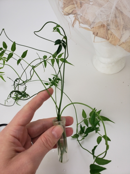 Place a few stems of jasmine vine in a water tube
