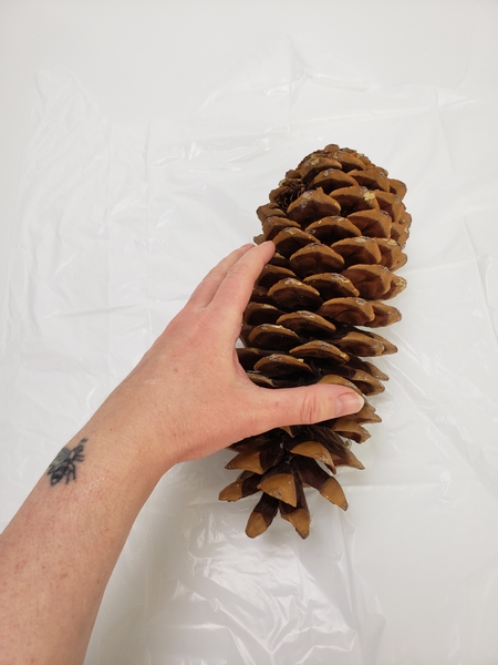 Allow a large pine cone to dry out.jpg