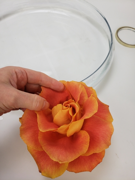 Carefully pop the outer petals of a rose over to open it more