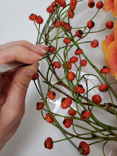 Clear Tape Grid  roots to blooms