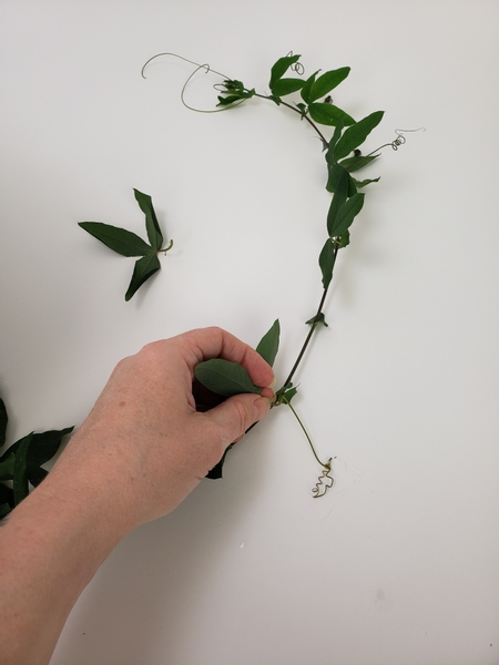 Remove the foliage from a few passion fruit vines leaving the gorgeous tendrils